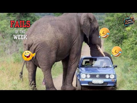 Hilarious Fails Compilation ep 56: Best Funny Fails of Week | Funny Flickerings | funny fails 2024