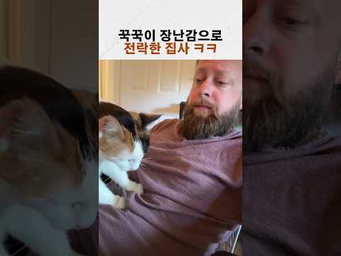 고양이 꾹꾹이 장난감으로 전락해버린 집사 ㅋㅋㅋ