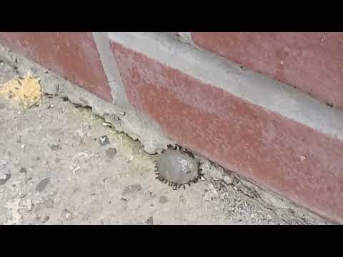 Using our Bait to Eliminate the Ants in Flagtown, NJ