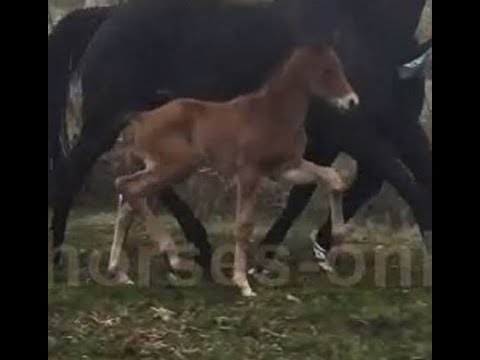 2018 Hanoverian colt by DON MARTILLO www.sporthorses-online.com