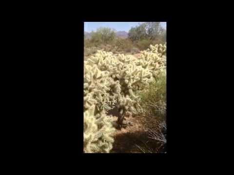 Ladder-backed Woodpecker Call - Scottsdale, AZ