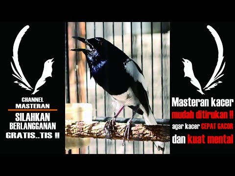 download lagu mp3 mp4 Masteran Kacer Supaya Cepat Gacor, download lagu Masteran Kacer Supaya Cepat Gacor gratis, unduh video klip Masteran Kacer Supaya Cepat Gacor