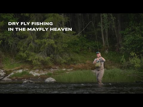 Match the Hatch: Dry Fly Fishing in Mayfly Heaven | Flymaniacs with Veig.no Erlend & Cato