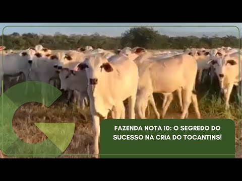 FAZENDA NOTA 10: O SEGREDO DO SUCESSO NA CRIA DO TOCANTINS!