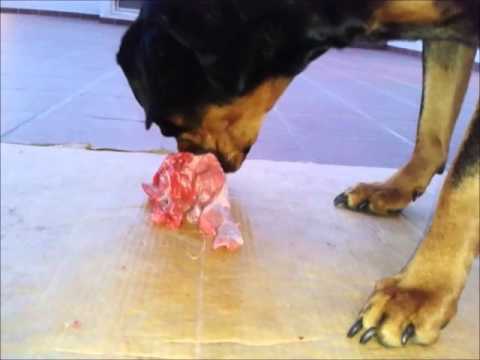 download lagu mp3 mp4 Can Dogs Eat Veal Meat, download lagu Can Dogs Eat Veal Meat gratis, unduh video klip Can Dogs Eat Veal Meat