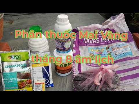 Chăm sóc mai vàng 12/08 âm lịch,giai đoạn tạo mầm hoa cho mai.