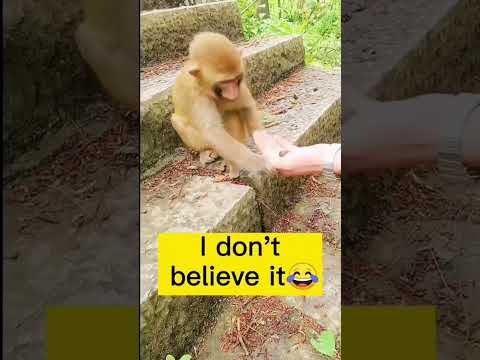 Monkey's Reaction To Seeing Magic Tricks##shorts ##funny ##funnymonkeyvideos #magic #magictricks
