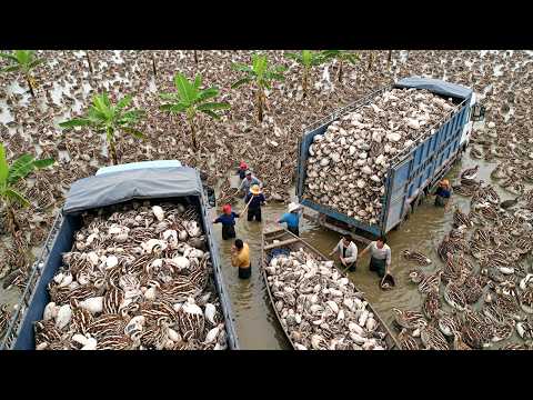 Quail Farm   Harvesting Millions Of Quails, Eggs, And Processing In The Factory