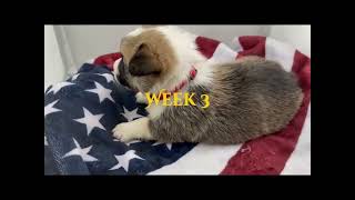 Red ID Boy - Week 1-4 - Born July 1, 2026 - Soaring Eagle Corgis