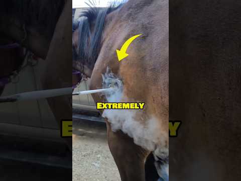 Cold Freeze Branding for Horse 🐎