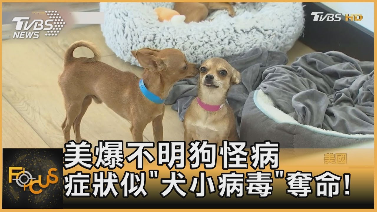 奪命!美爆不明狗怪病 症狀似「犬小病毒」