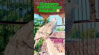 Download lagu Masteran suara perkutut lokal gacor, - jugo2661 mp3 Download lagu Masteran suara perkutut lokal gacor, - jugo2661 mp3