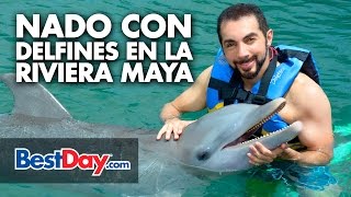 Nado con delfines en la Riviera Maya