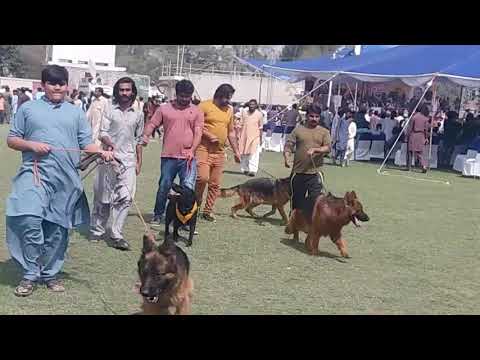 German shepherd dogs