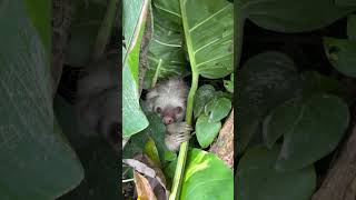 🦥Biologist Jose Uncovers Hidden Sloth Debbie's Secrets!
