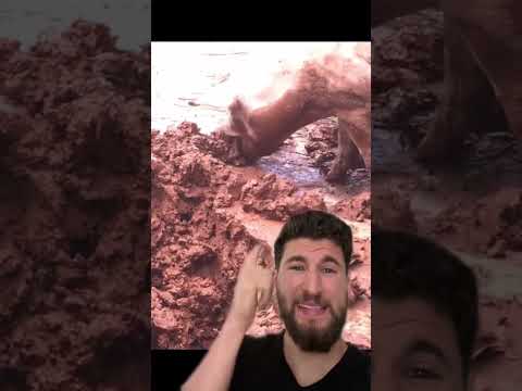 Voila pourquoi les musulmans mangent pas de porc