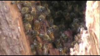 preview picture of video 'Wicken's Wild Bees'
