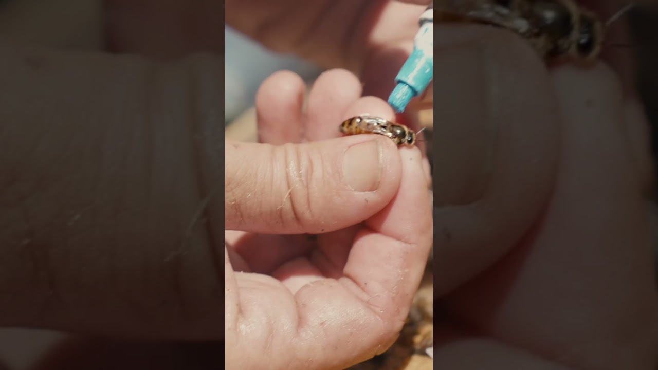 Marking a Queen just by picking it up! #beekeepers #markingaqueen