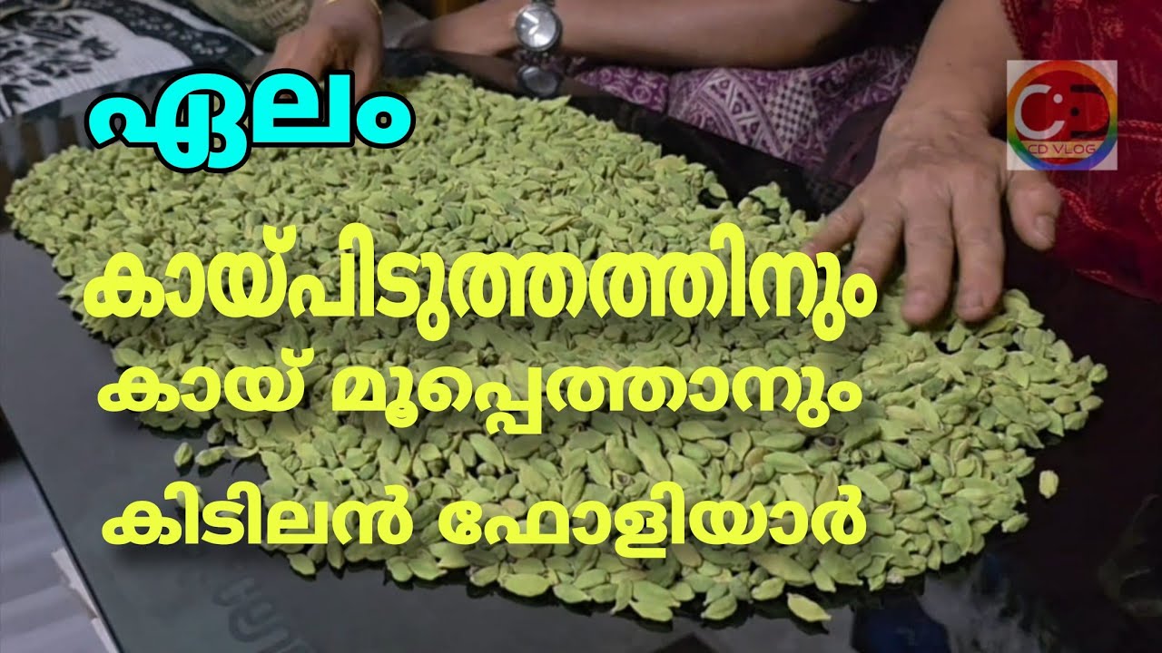 ഏലം I ഇപ്പോൾ കായ്പിടുത്തം ഉണ്ടാകാൻ I ഫ്ലവറിംഗിന് I കായ് മൂപ്പെത്താനും I ഈ കിടിലൻ ഫോളിയാർ കൊടുക്കാം | Cardamom I can give this great foliar to help it set fruit now I can give it to help it flower I can give it to help it ripen