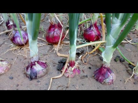 , title : 'Onion life cycle  (Onion farming at home)