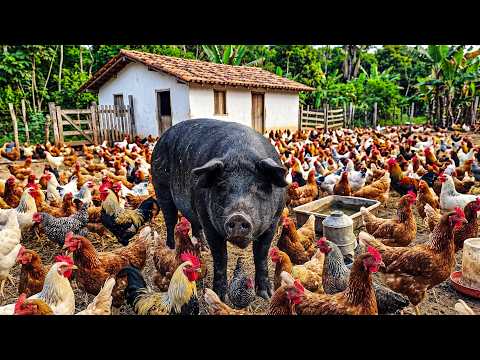 LOTE DE PORCOS DE ALTA GNÉTICA + 180 GALINHAS EM AGRESTINA PE!!!