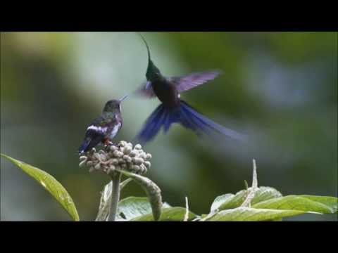 Angelo Badalamenti - Country Waltz