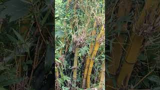 Download lagu Penunggu bambu kuning part2 !! #shortsramadan #bamboo #bambu_unik #bambuantik mp3 Download lagu Penunggu bambu kuning part2 !! #shortsramadan #bamboo #bambu_unik #bambuantik mp3