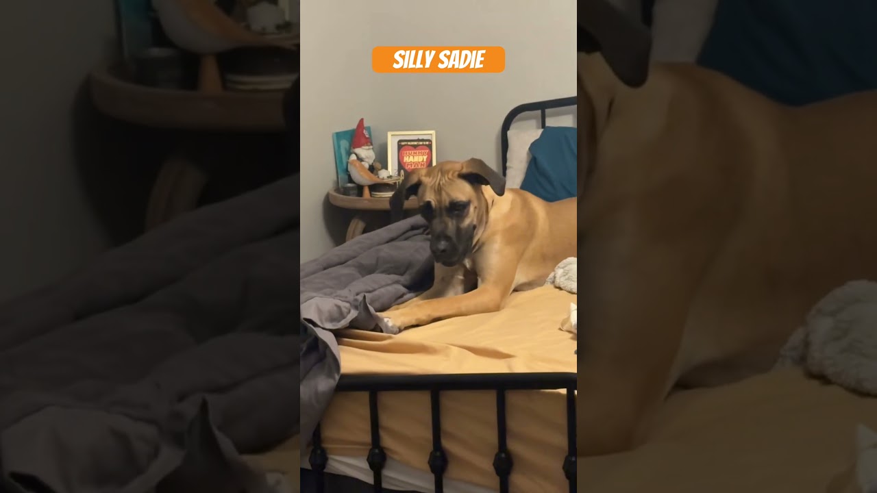 Enlarge Sadie Lou, a ADOPTABLE mixed breed in Gadsden, AL video 6/6