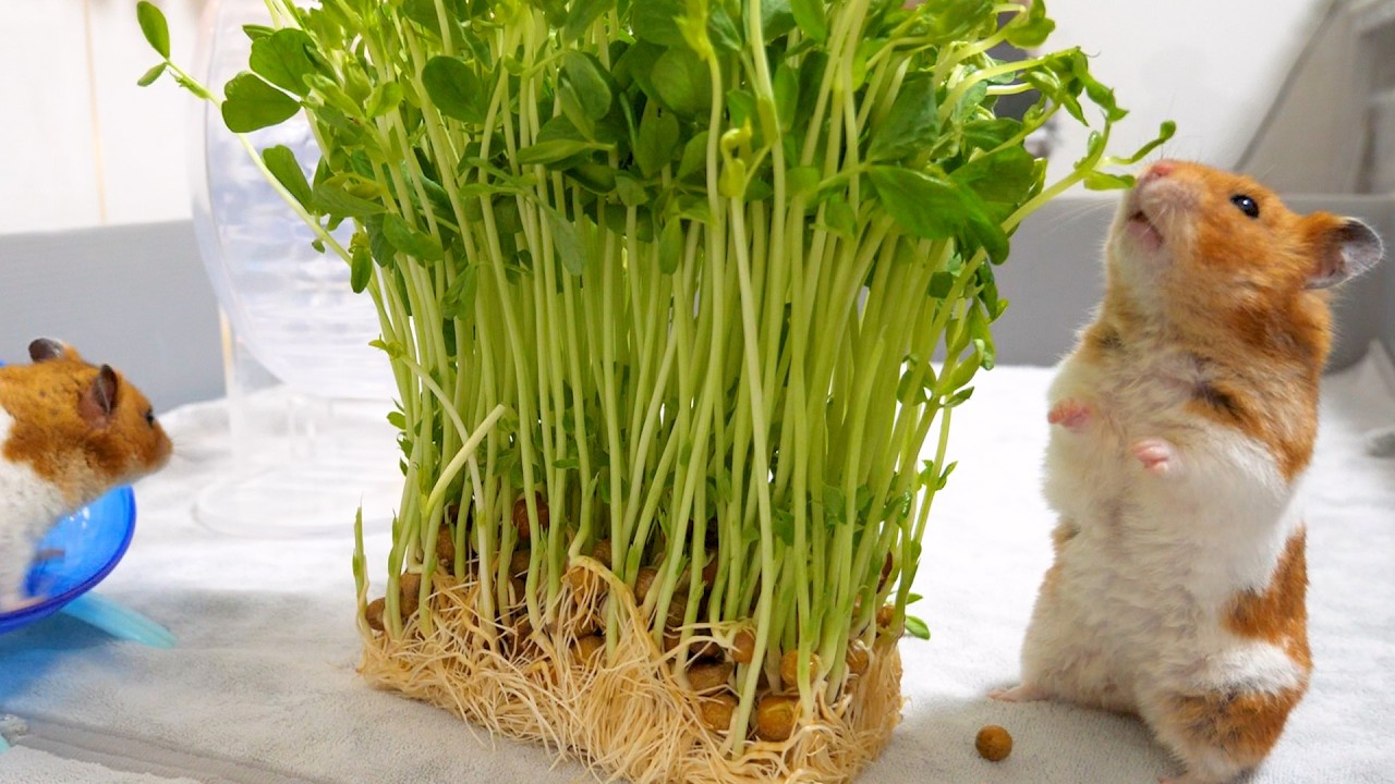 大自然で暮らすハムスター