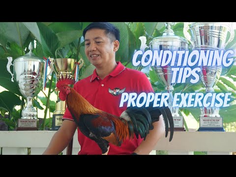 Conditioning: Tamang Ehersisyo Sa Ating Panglabang Manok  [ Light V.S Heavy Exercise ]