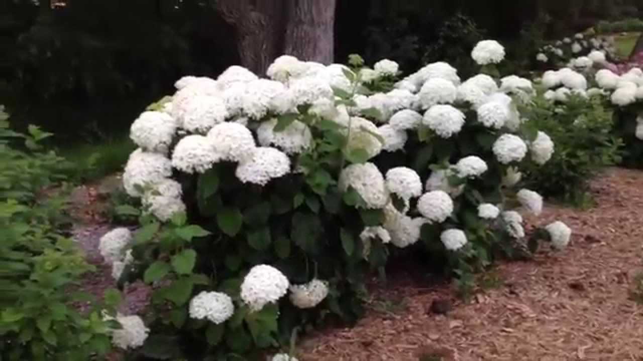 Hydrangea arborescens - YouTube