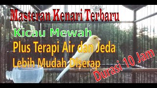 Download lagu Masteran Kenari Kicauan Mewah Dengan Jeda Plus Sua... mp3