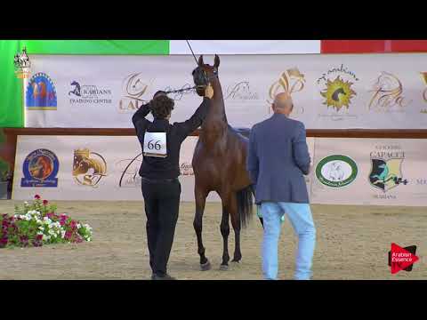 N 66 MICHELANGELO REGALIS   Italian Nationals 2019   2 Years Old Colts Class 5