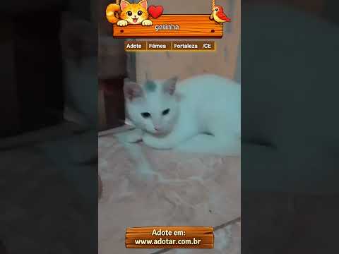 Vídeo de gatinha
