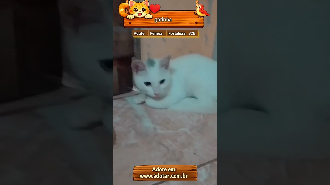 Gato raça SRD-ViraLata idade 2 a 6 meses nome gatinha