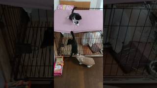【かわいい子猫】#子猫 #仔猫 #赤ちゃん #ハチワレ #ハチワレ猫 #黒猫 #うさぎ #ウサギ #保護猫 #野良猫 #ねこ #猫 #ネコ #cat #猫好き #猫動画 #癒し #にゃんこ #かわいい