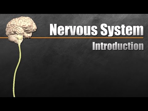 The Nervous System In 9 Minutes