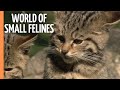 Beyond Lions And Tigers Explore The Mighty World Of Small Felines Full Documentary