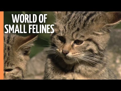 Beyond Lions and Tigers - Explore The Mighty World of Small Felines | Full Documentary