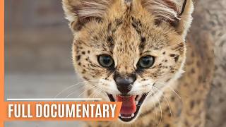 Beyond Lions and Tigers - Explore The Mighty World of Small Felines | Full Documentary