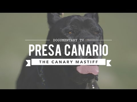 PRESA CANARIO: MAN'S BEST FRIEND