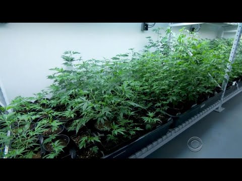 Nevada becomes fifth state to legalize recreational marijuana