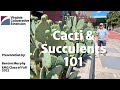 Cacti And Succulents 101