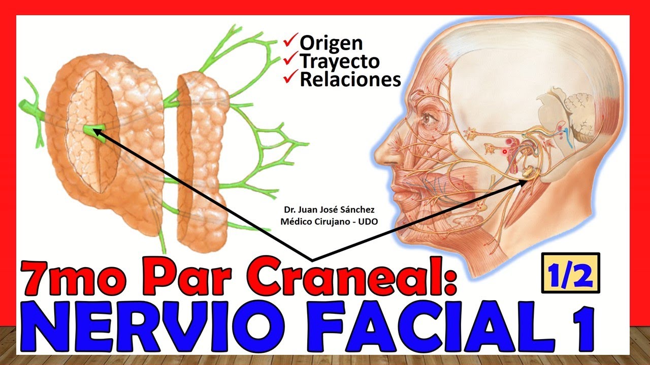 🥇 7th Cranial Pair - FACIAL NERVE 1/2 - (Origin, Path and Relationships)