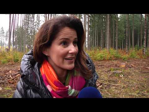 Für das Klima: Söder und Kaniber pflanzen neue Bäume