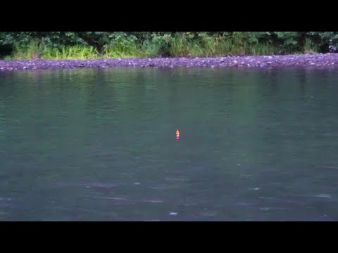 Early Fall Salmon BOBBER DOWNS - First of Salmon Run 2021