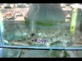 Морской рак Циндао видео | 水槽内のワタリガニ 