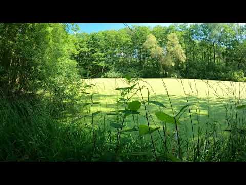 Rechot żab - odgłosy natury: szum natury