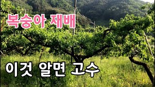 복숭아재배 이것 알면 고수 반열