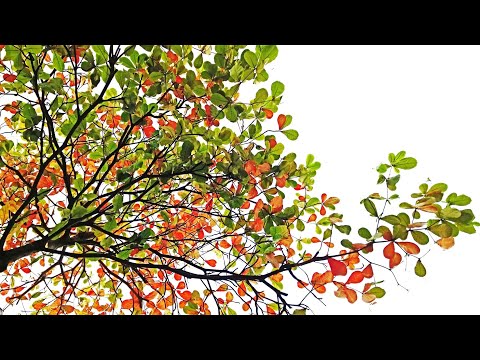 Peak Fall Foliage | Experience Autumn | 4K Drone Footage | Autumn Colors | Fall Vibes | MandysTrend